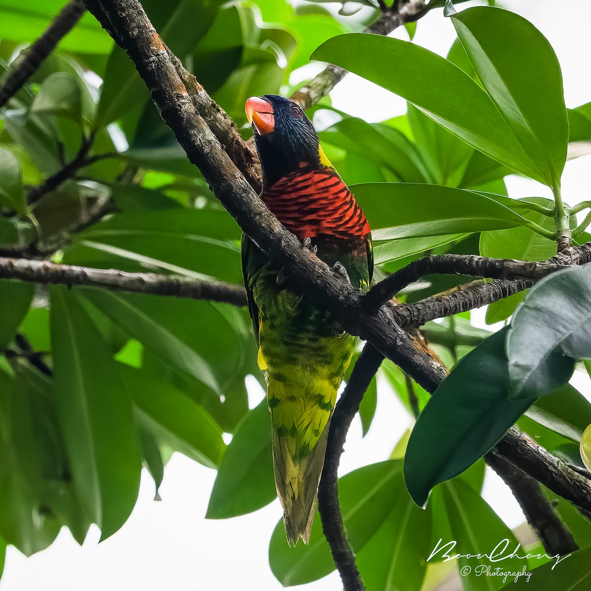 Coconut Lorikeet - Boon Chong Chen