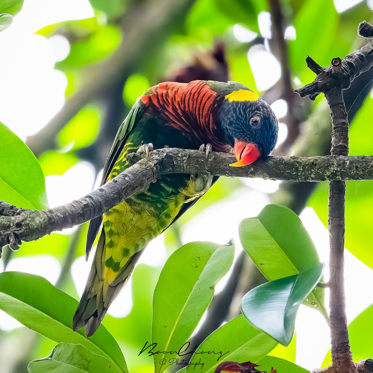 Coconut Lorikeet - Boon Chong Chen