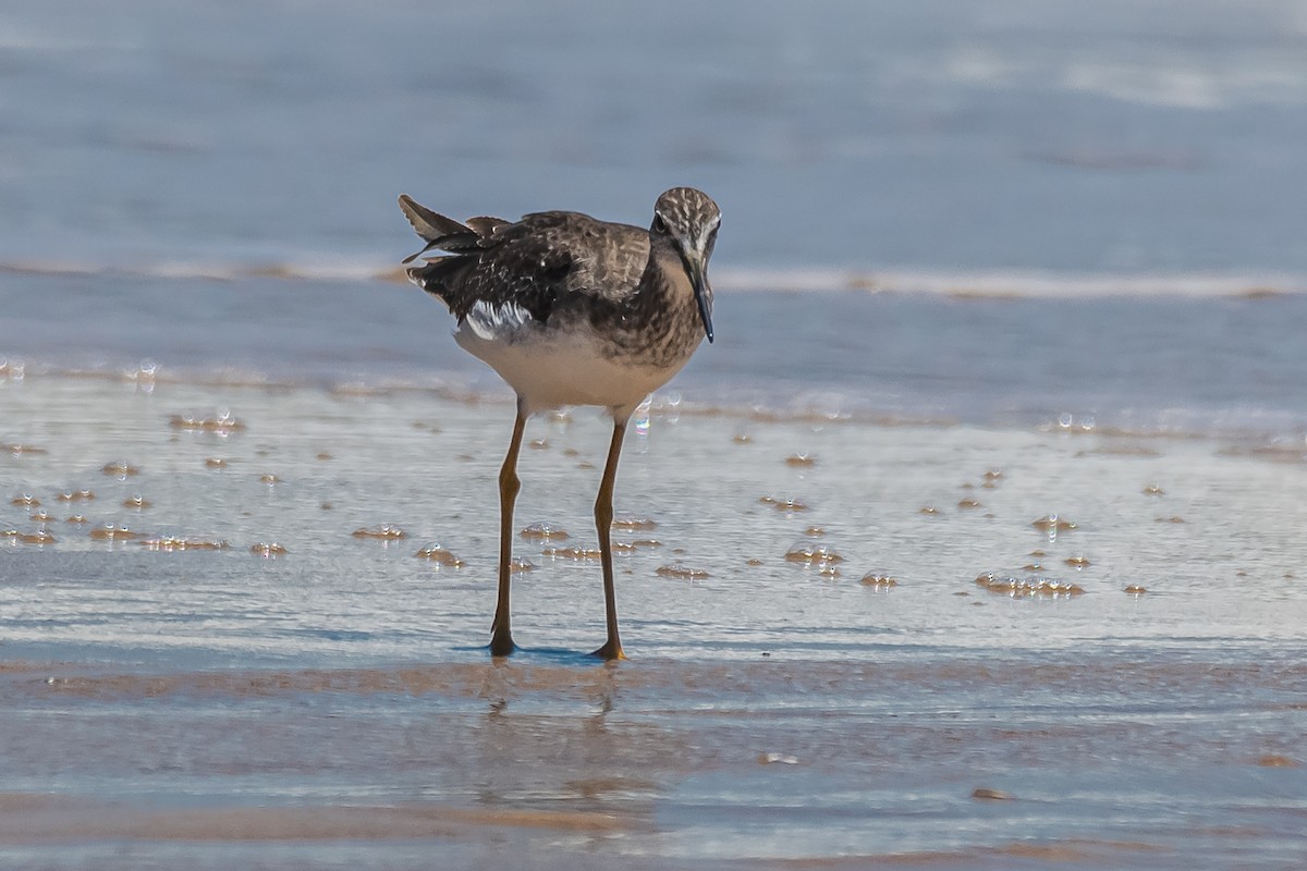 Greater Yellowlegs - ML394560581