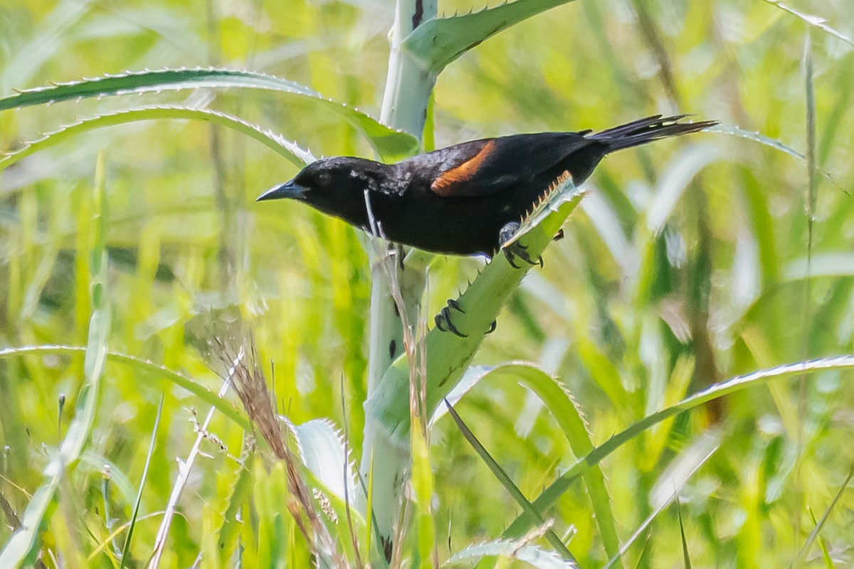 Variable Oriole - ML394560691