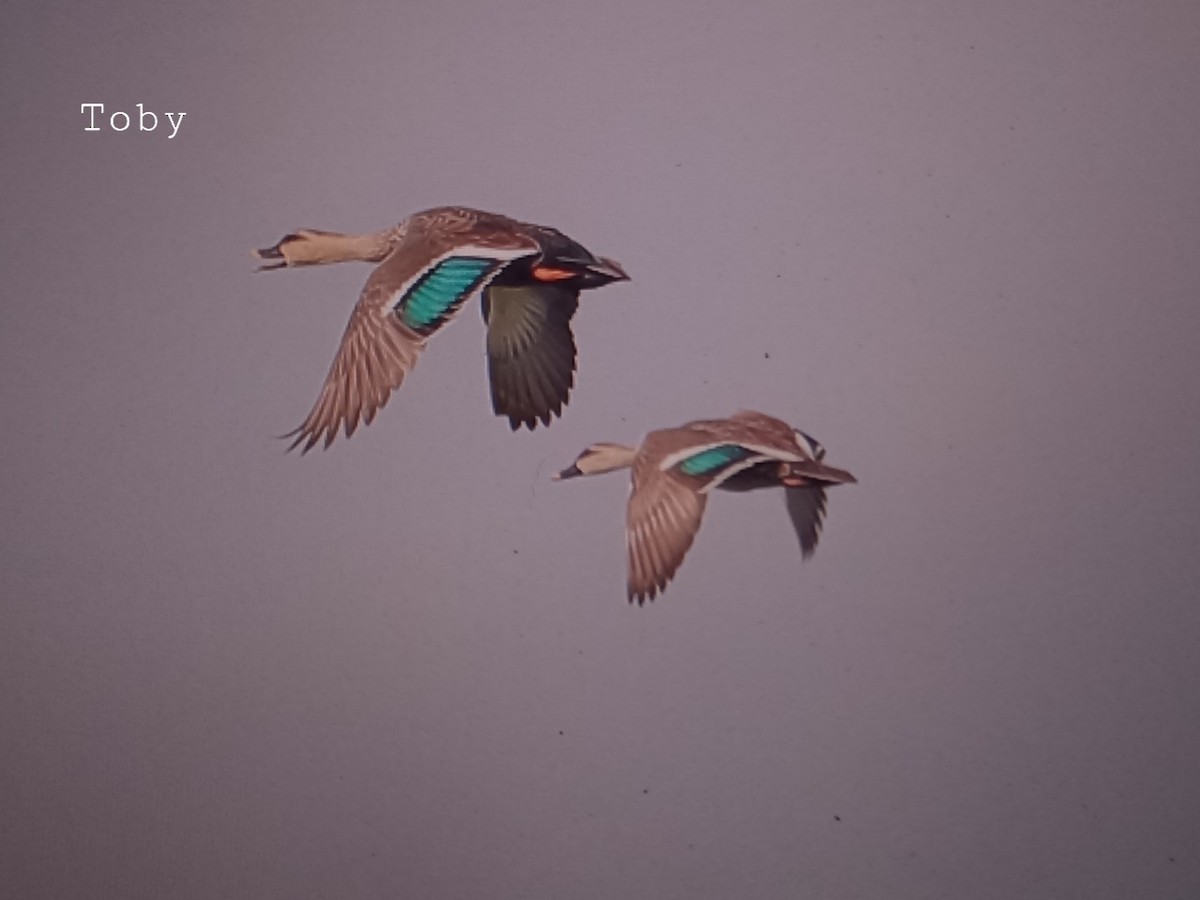 Indian Spot-billed Duck - ML394561841