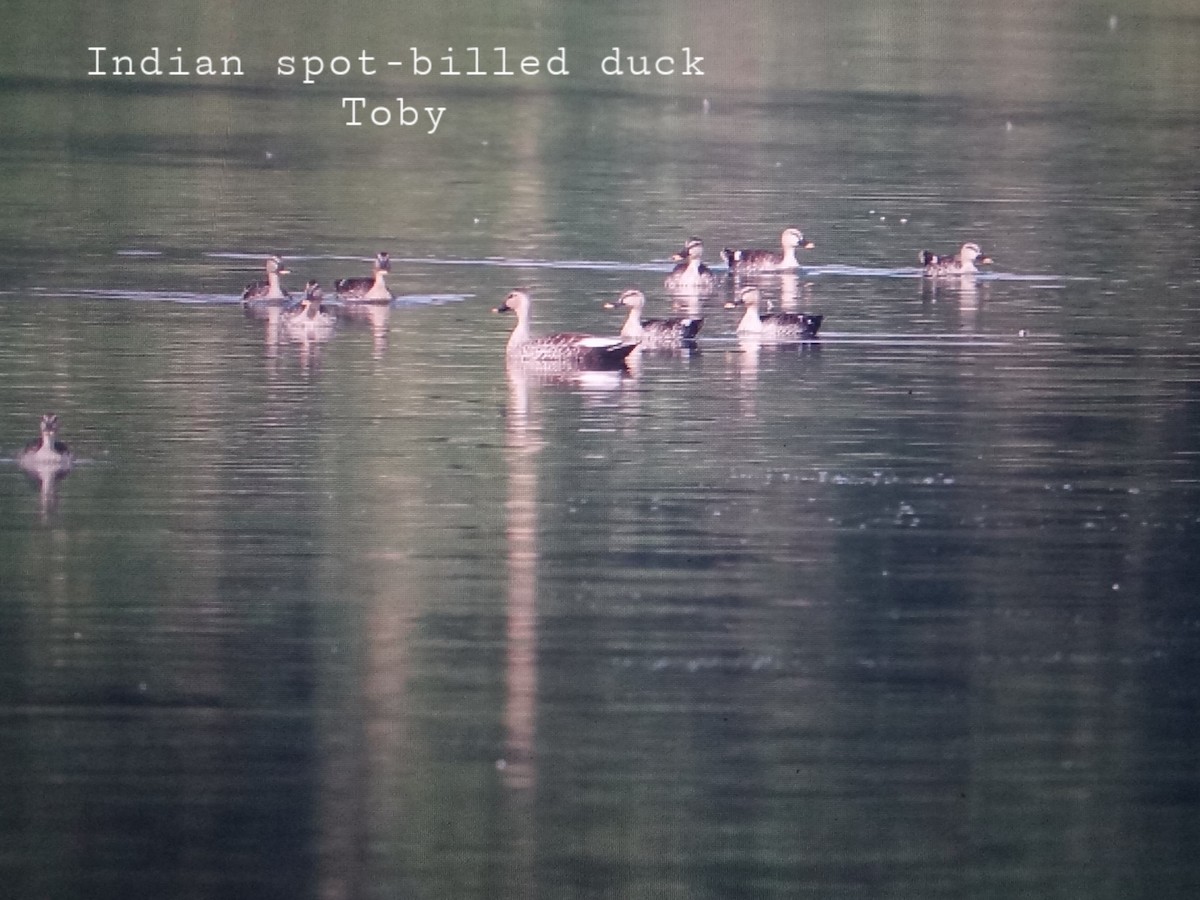 Indian Spot-billed Duck - ML394561881