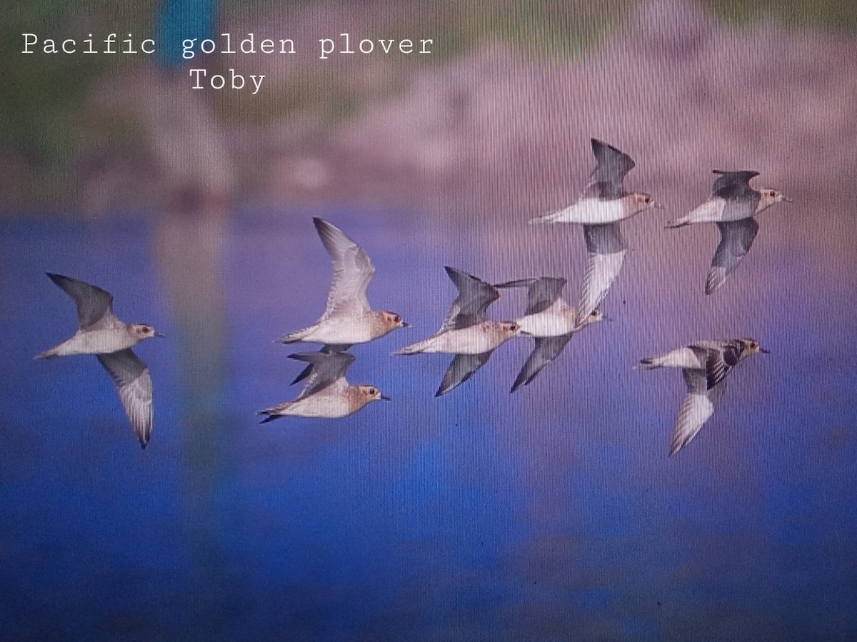 Pacific Golden-Plover - ML394561911