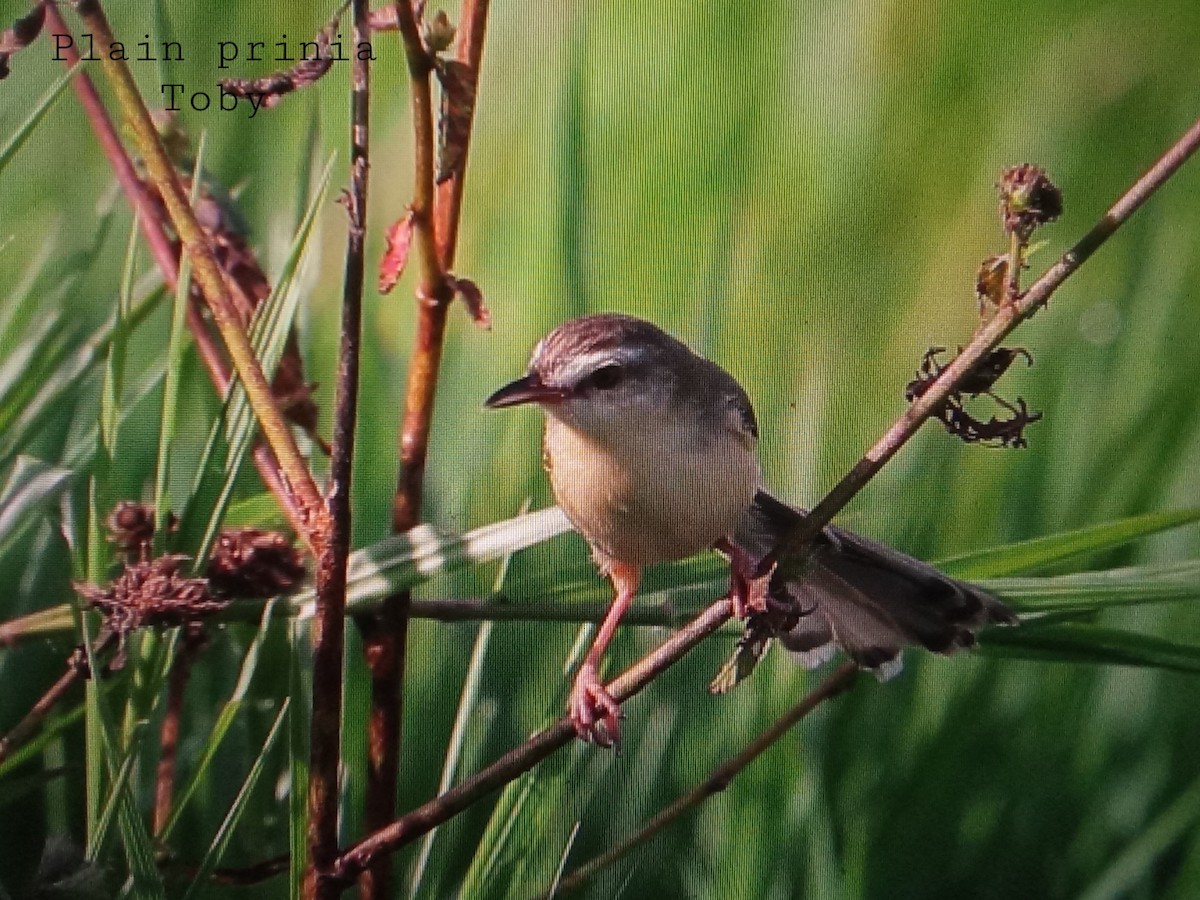 Plain Prinia - ML394562041