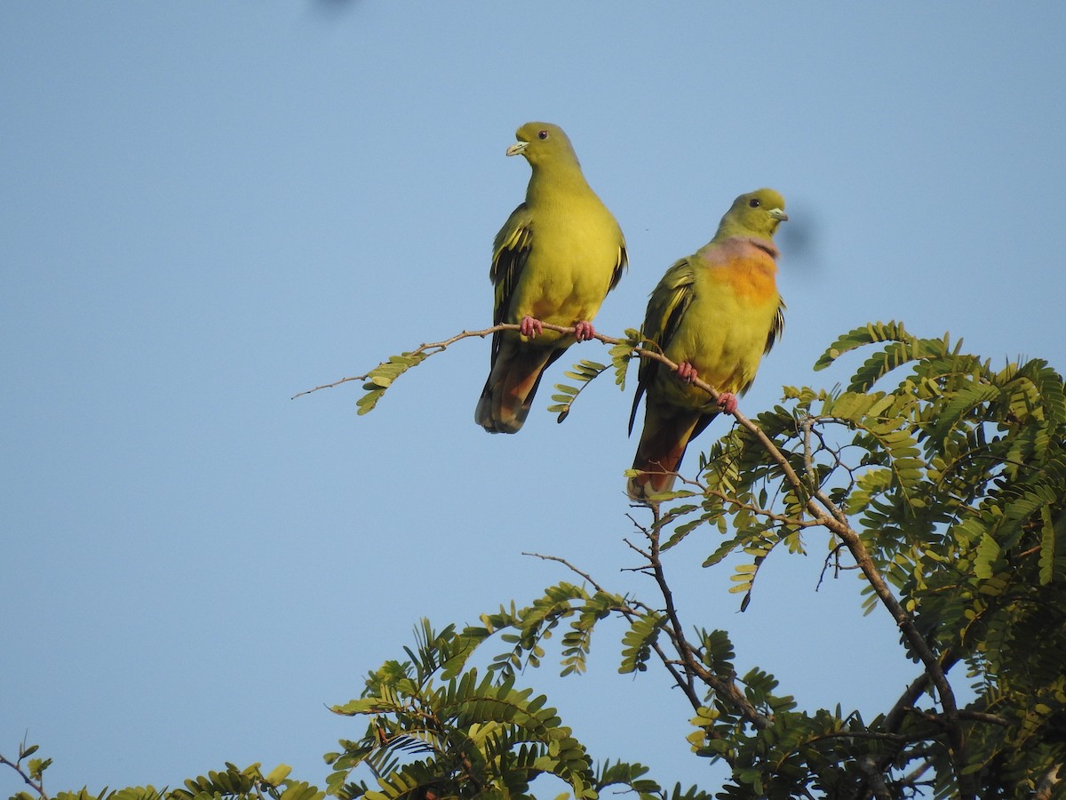 Orange-breasted Green-Pigeon - Raju Kidoor