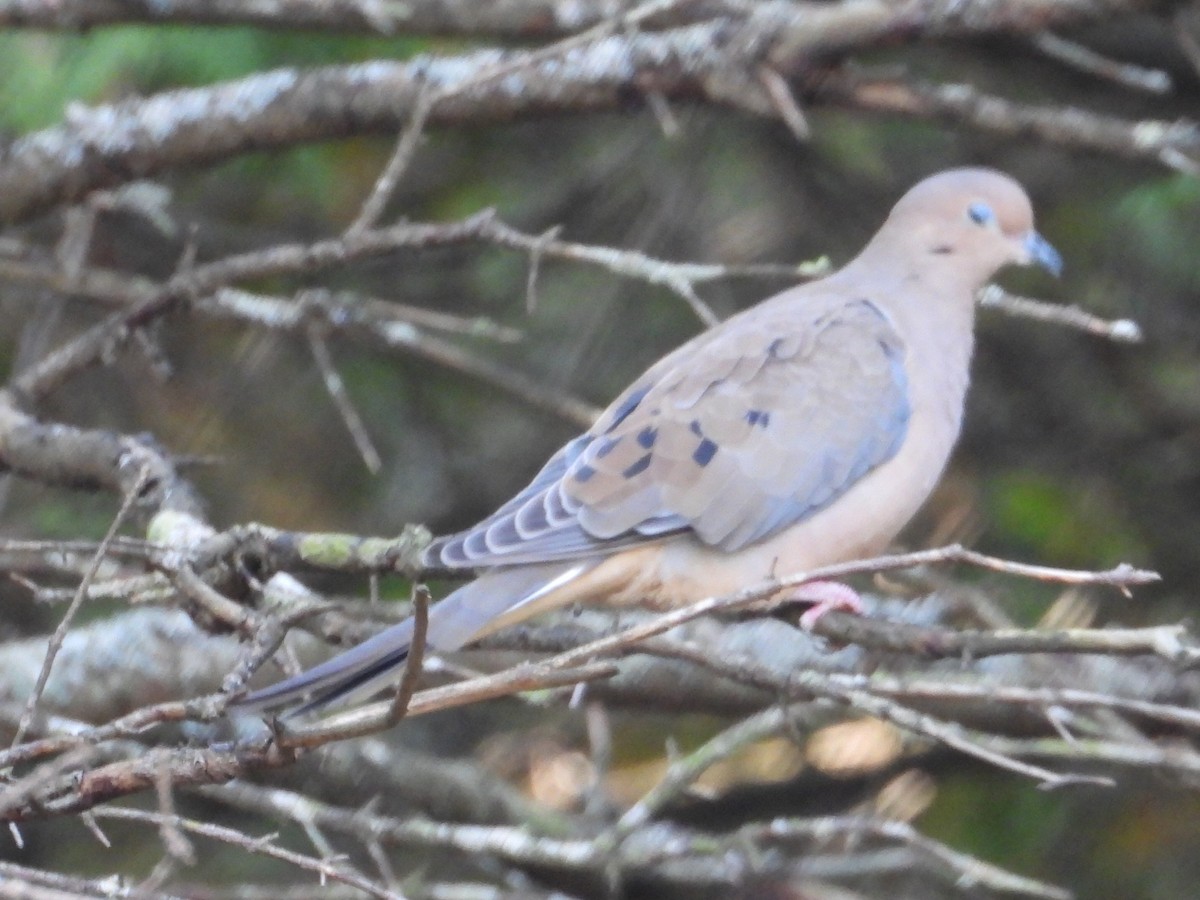 Mourning Dove - Liam Thorne