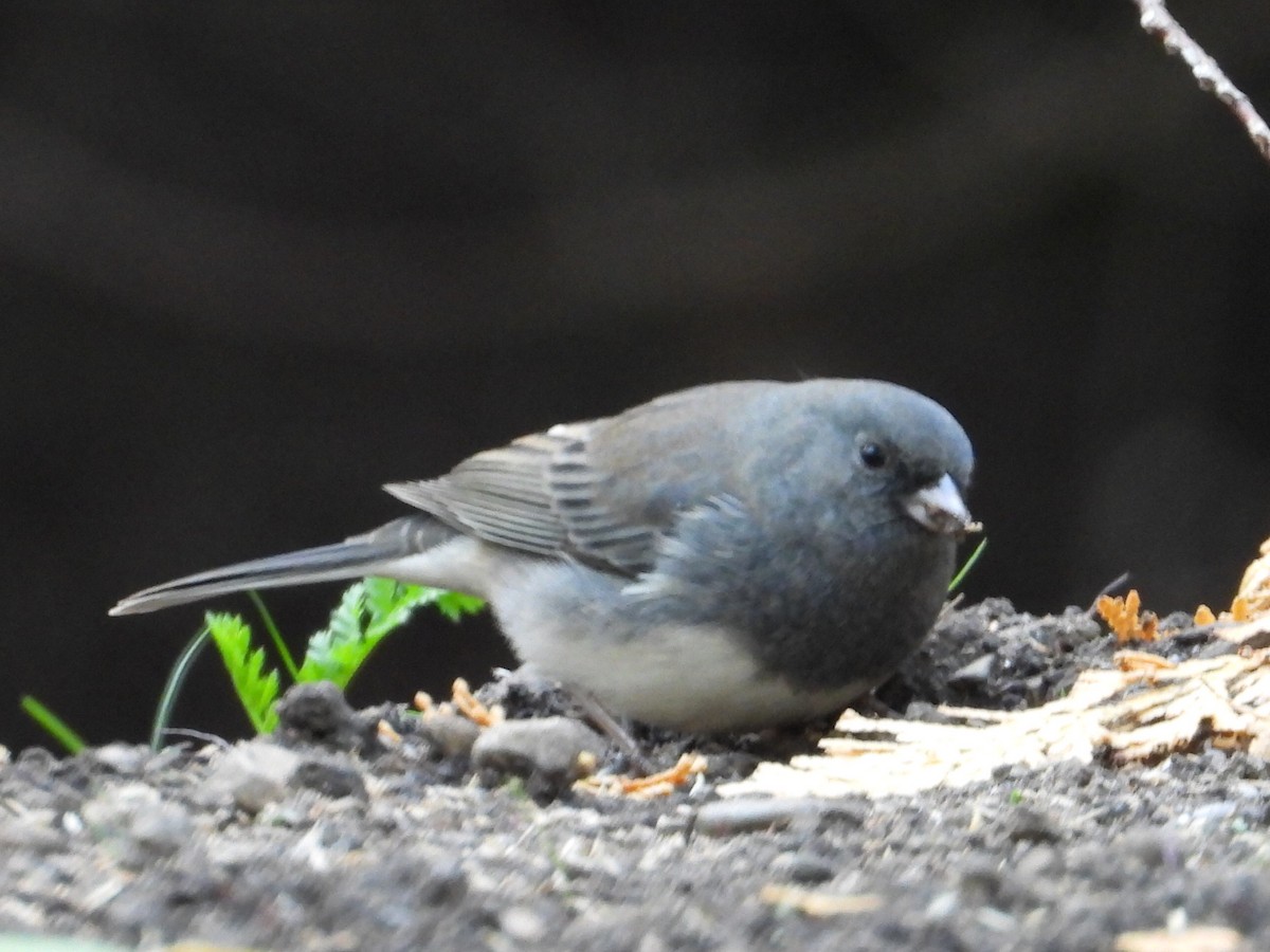 Dark-eyed Junco - Liam Thorne