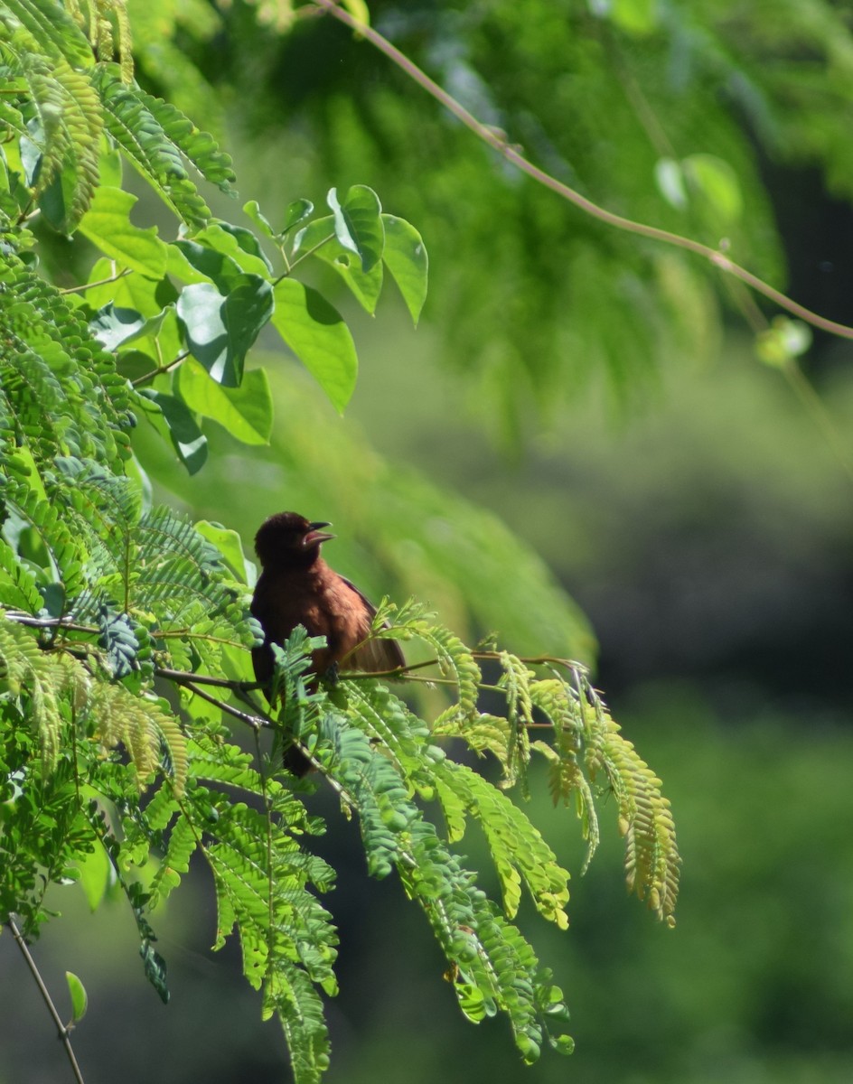 Silver-beaked Tanager - ML394564541