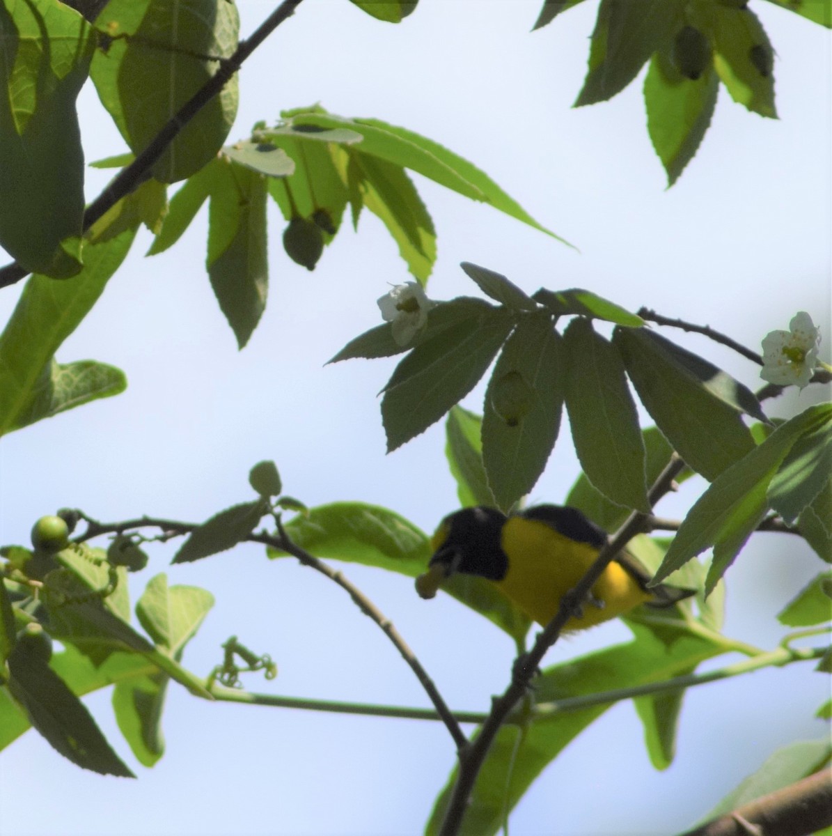 Purple-throated Euphonia - ML394564731