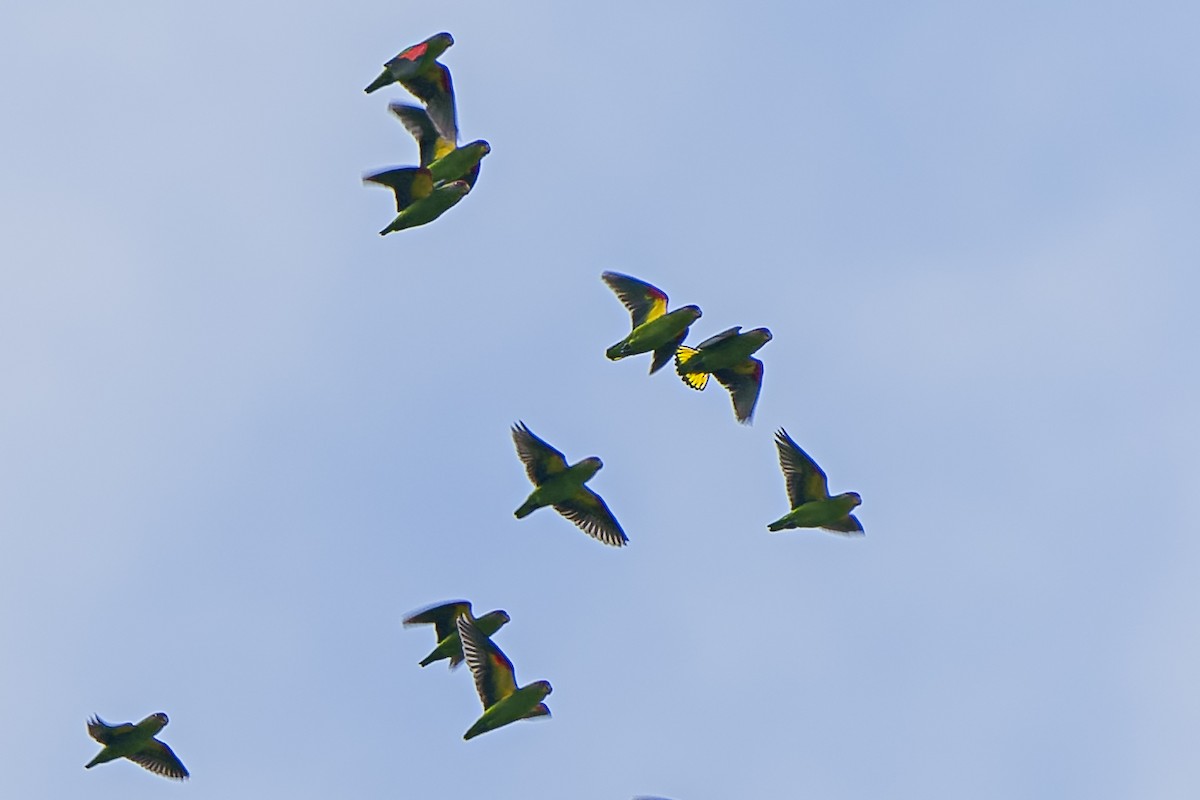 Red-fronted Parrotlet - ML394565951