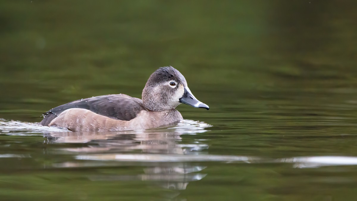Ring-necked Duck - ML394566201