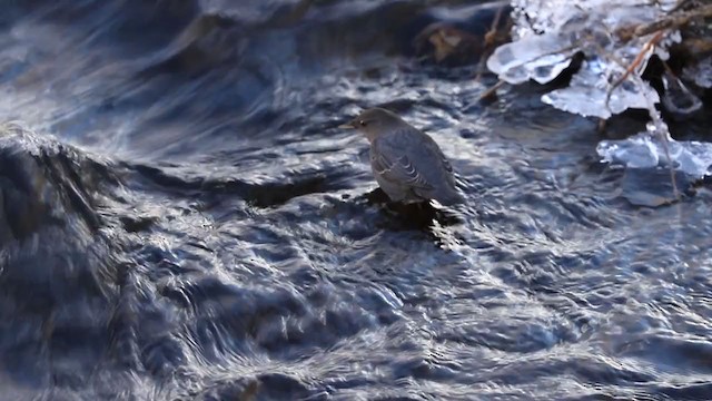 American Dipper - ML394568161