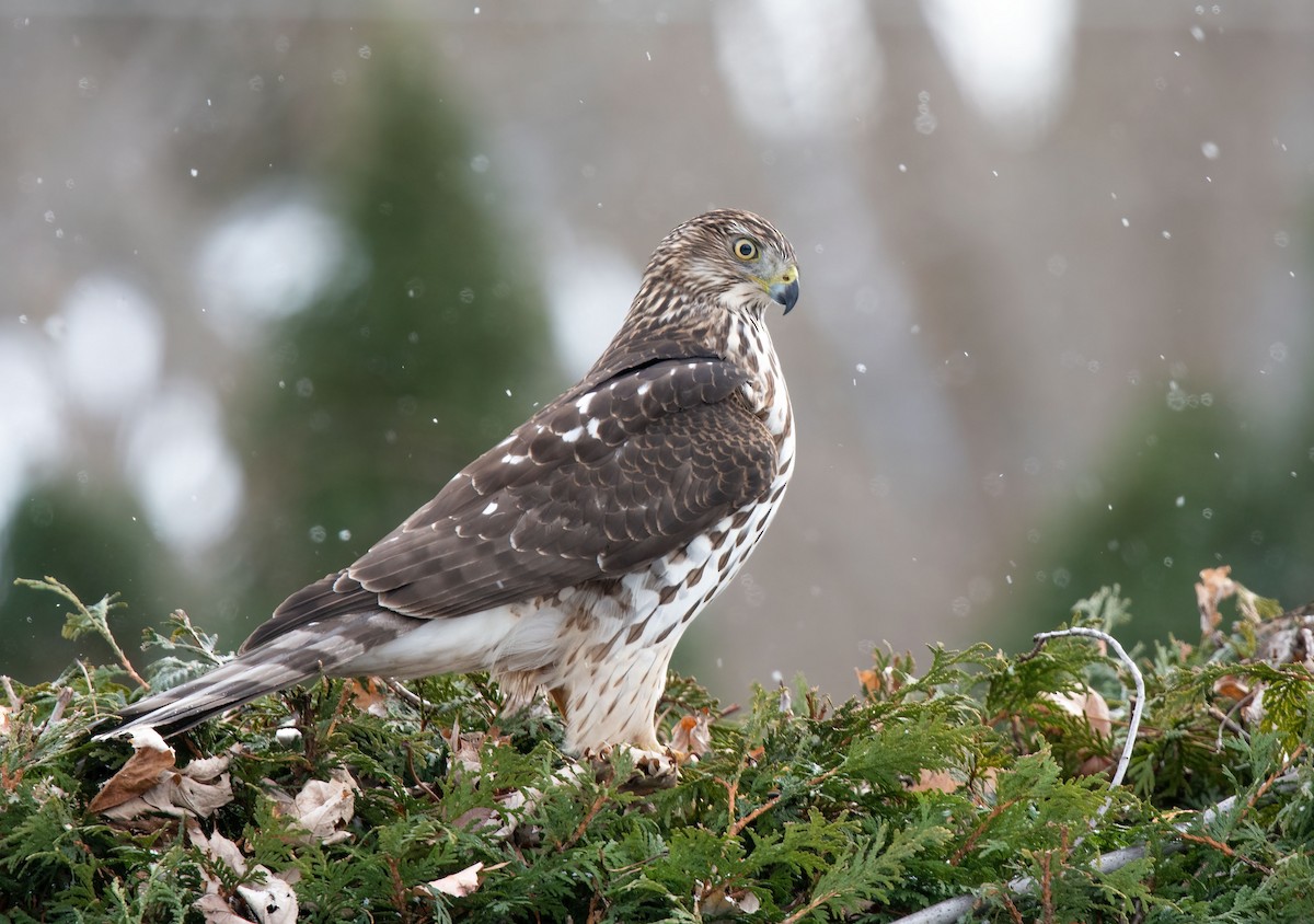 Cooper's Hawk - ML394568641