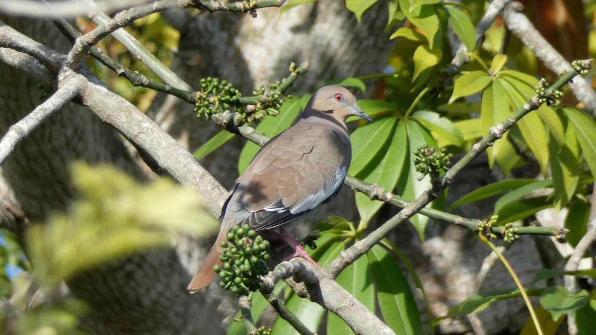 White-winged Dove - ML394568731