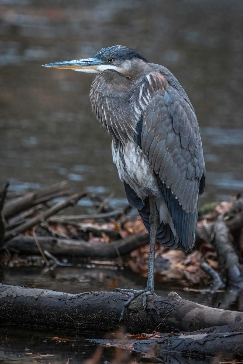 Great Blue Heron - Chris Dobre