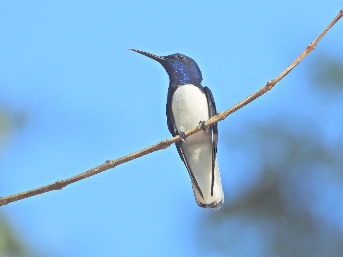 Colibrí Nuquiblanco - ML394569671