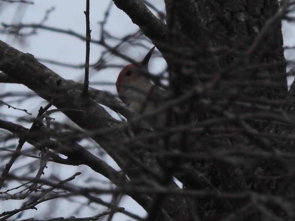 Red-bellied Woodpecker - ML394570141