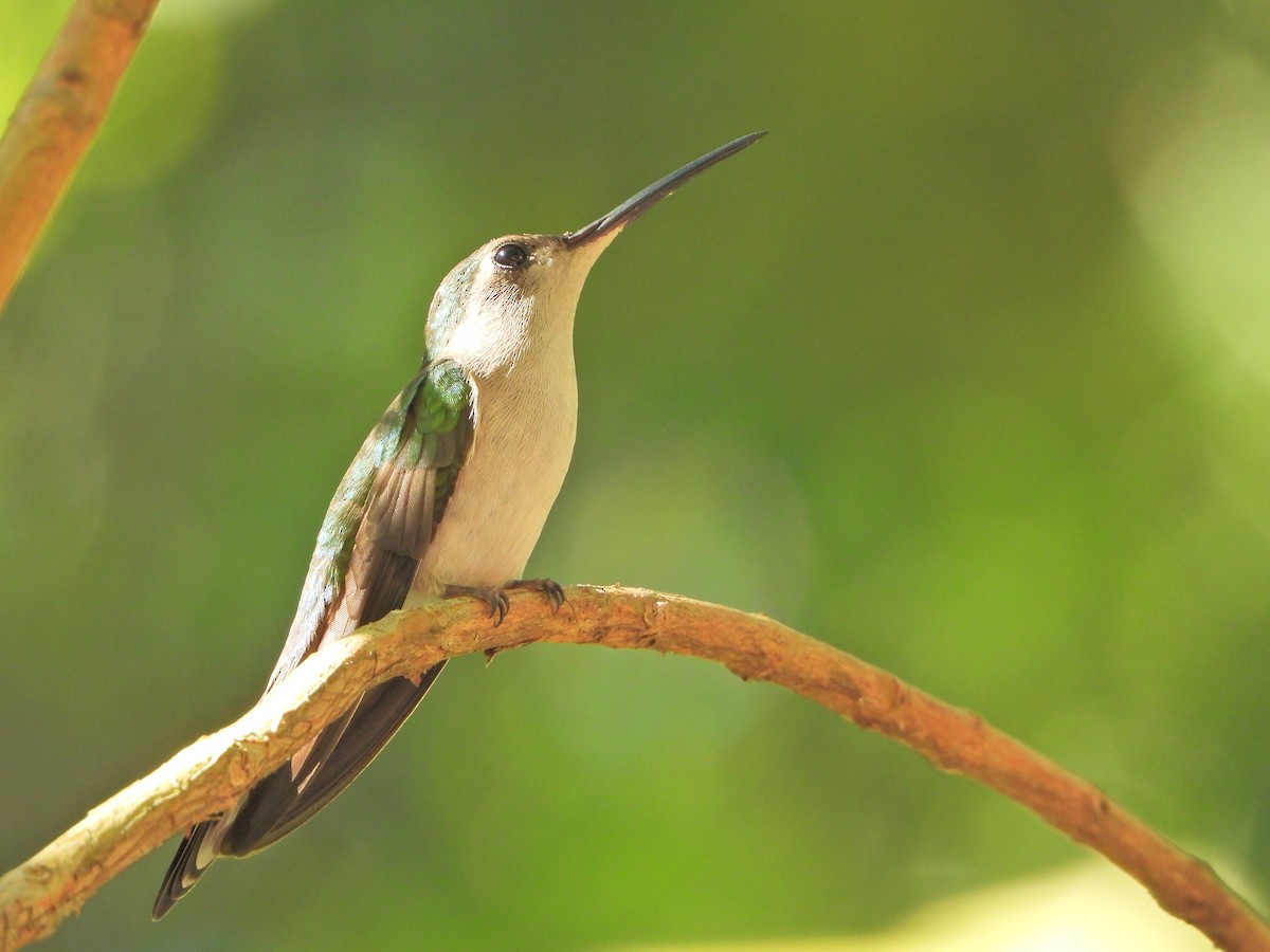 Wedge-tailed Sabrewing - Cornelio Chablé