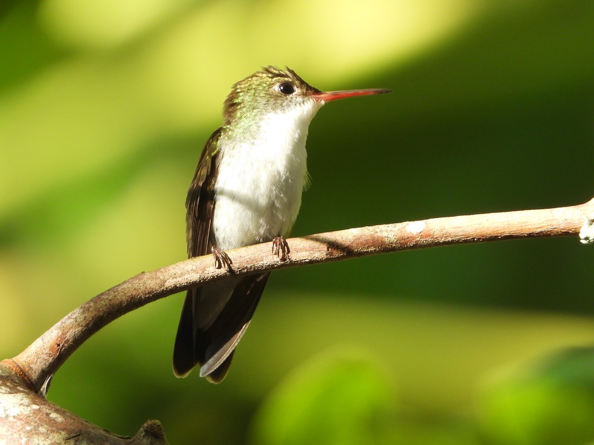 White-bellied Emerald - Cornelio Chablé|Birding Guide petenxpeditions@gmail.com +502 45191546