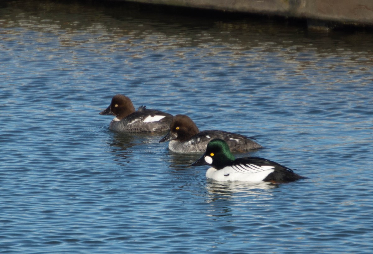 Common Goldeneye - ML39457061