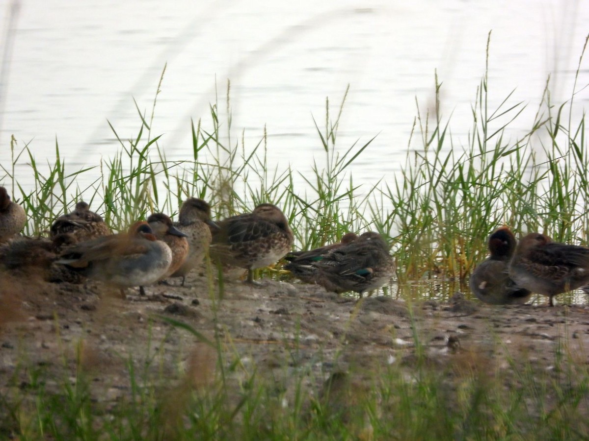 Garganey/Green-winged Teal - ML394571851