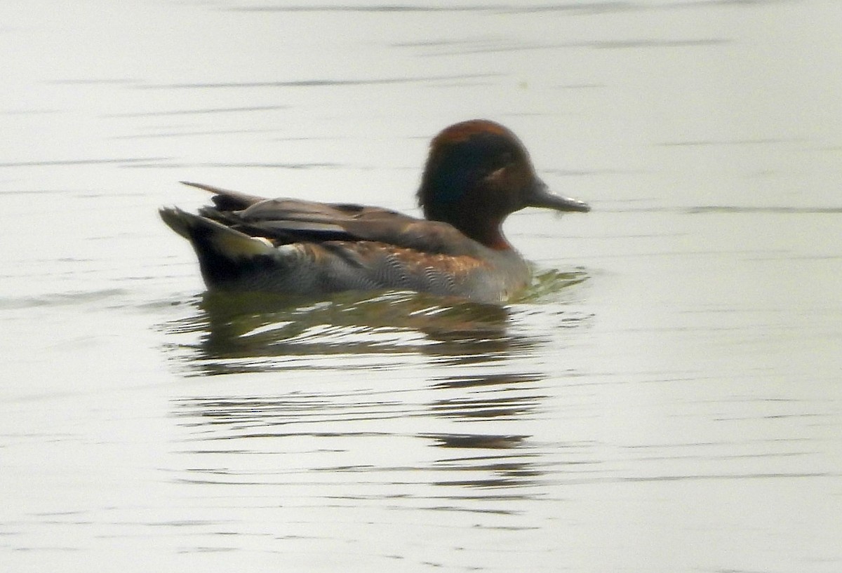 Garganey/Green-winged Teal - ML394571861