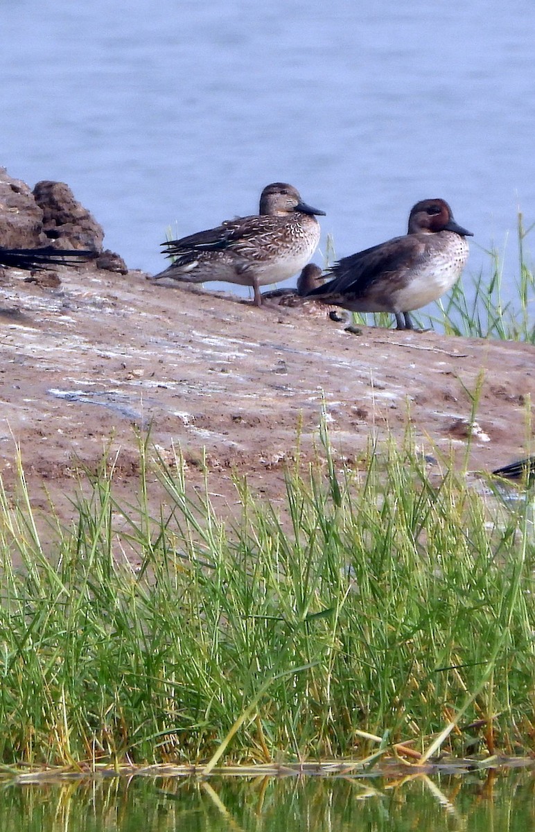 Garganey/Green-winged Teal - ML394571871