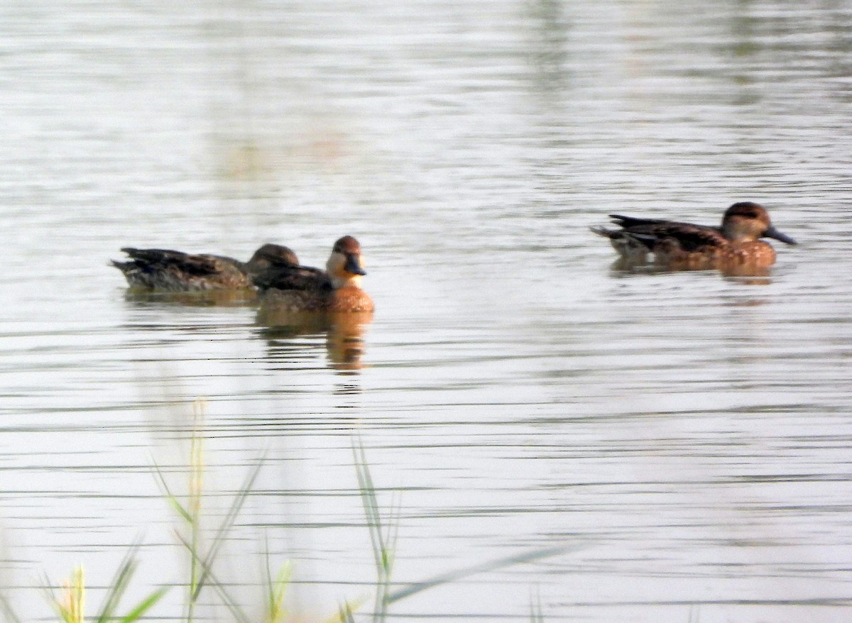 Garganey/Green-winged Teal - ML394571881