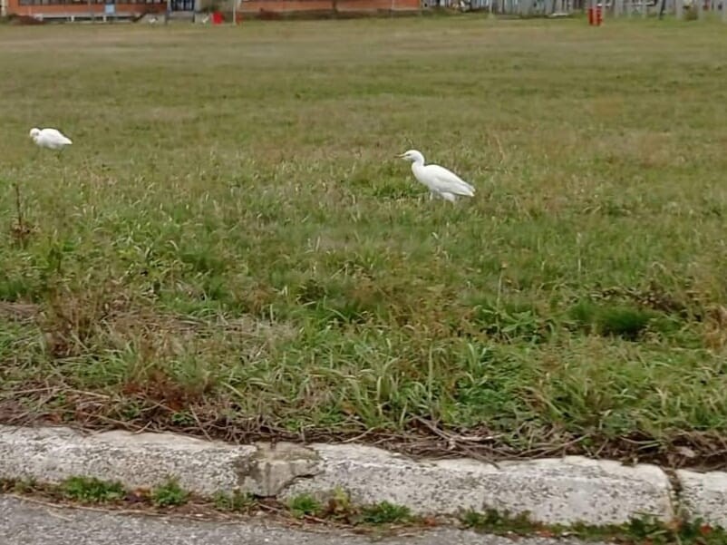 Western Cattle Egret - ML394576501