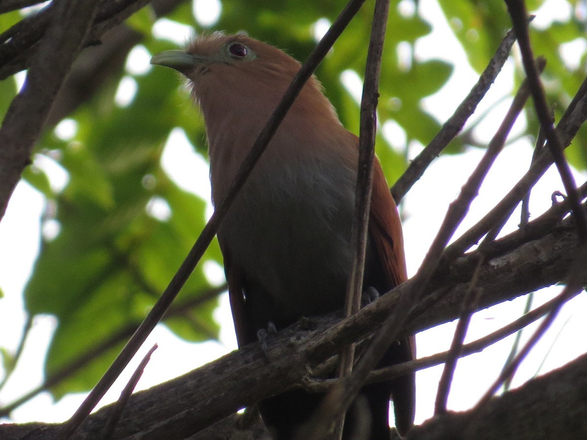 Squirrel Cuckoo - ML394576561