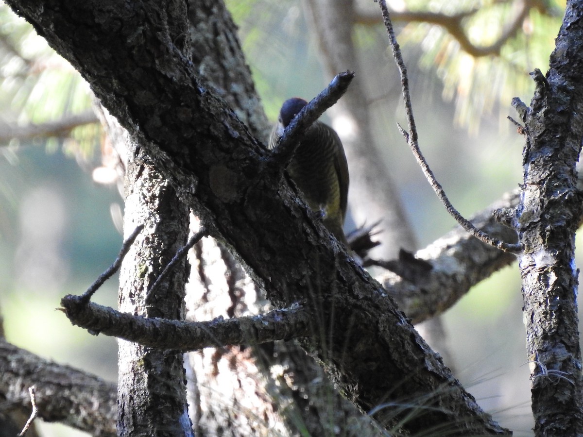 Golden-olive Woodpecker - ML394577481