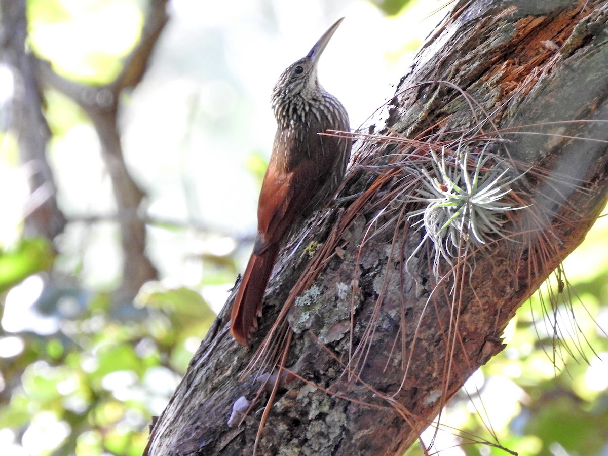 Spot-crowned Woodcreeper - ML394577581