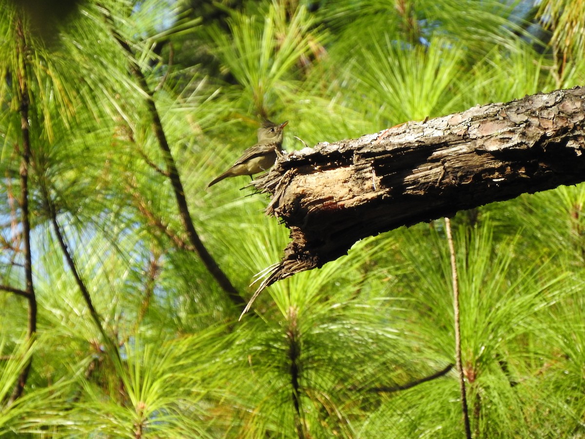 Greater Pewee - Hermes Vega