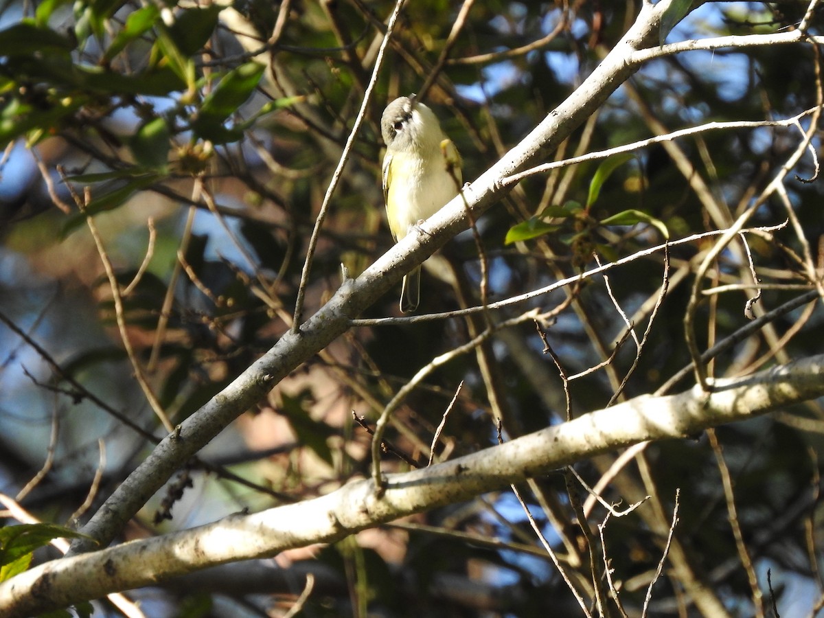 Vireo Solitario - ML394577711