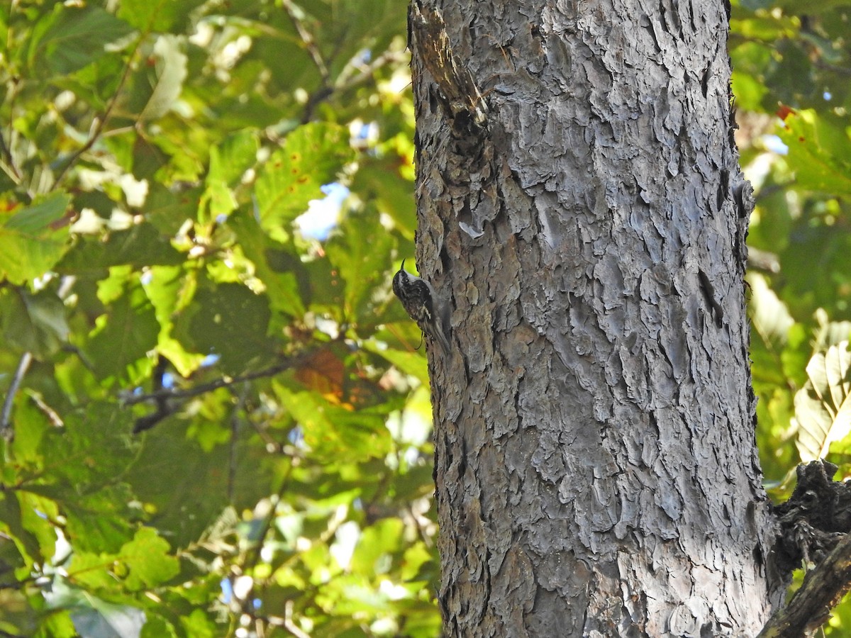 Brown Creeper - ML394578081