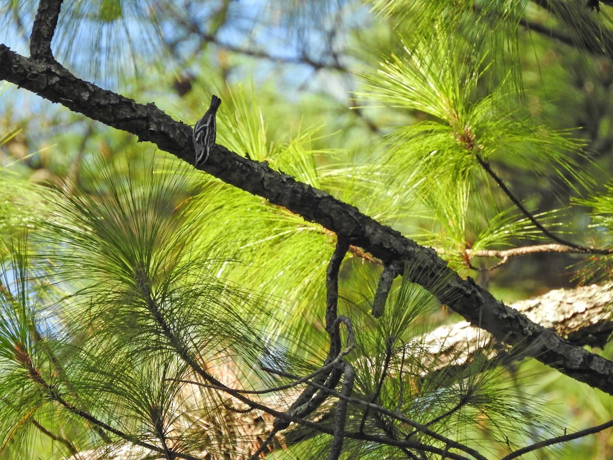 Black-and-white Warbler - ML394578291