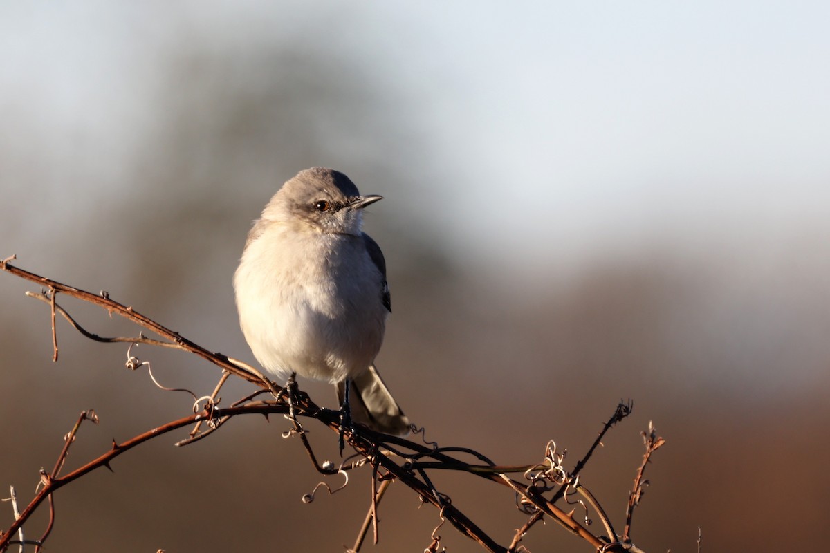 Northern Mockingbird - Ronald Goddard