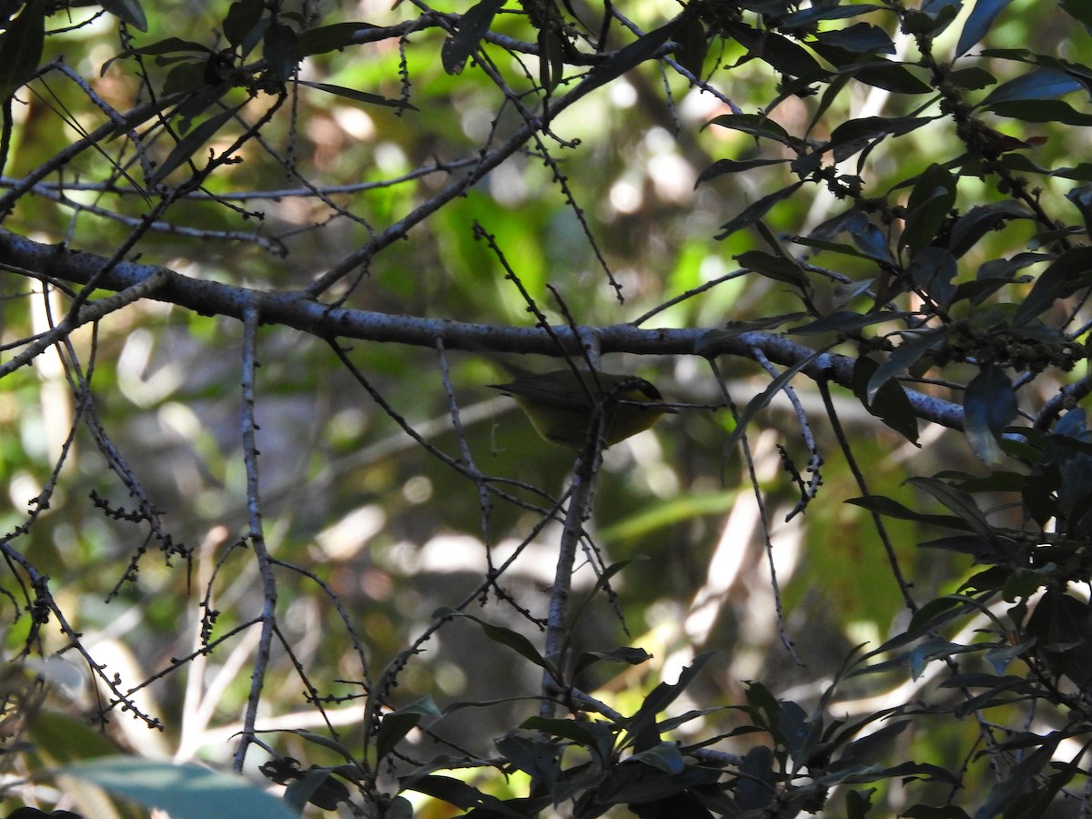 Wilson's Warbler - Hermes Vega