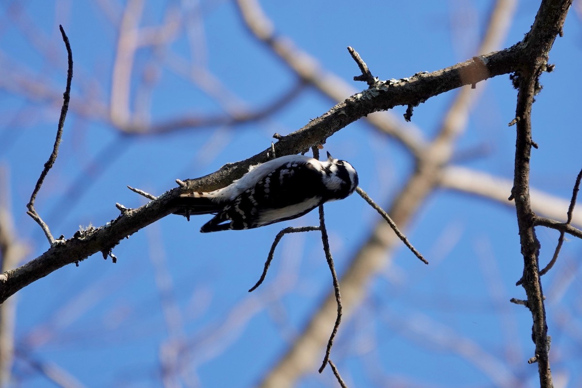 Downy Woodpecker - ML394578971