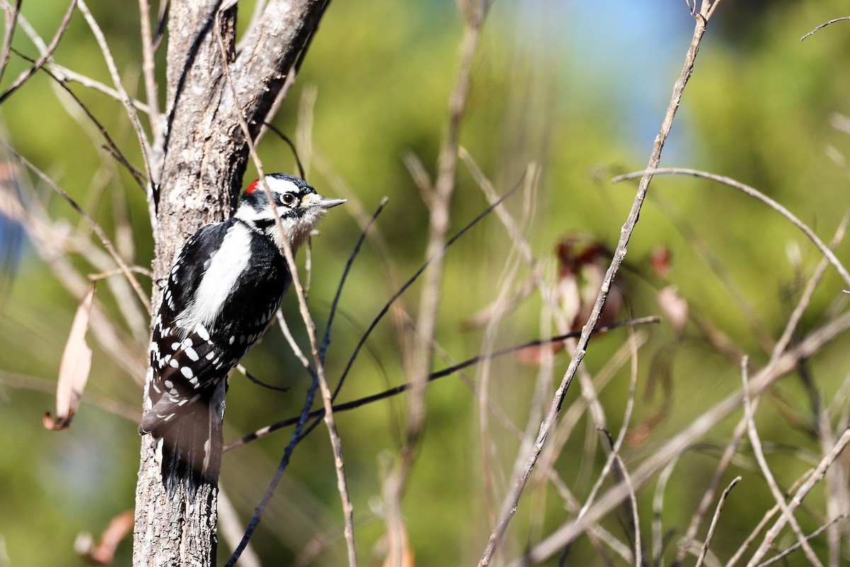 Downy Woodpecker - Ronald Goddard