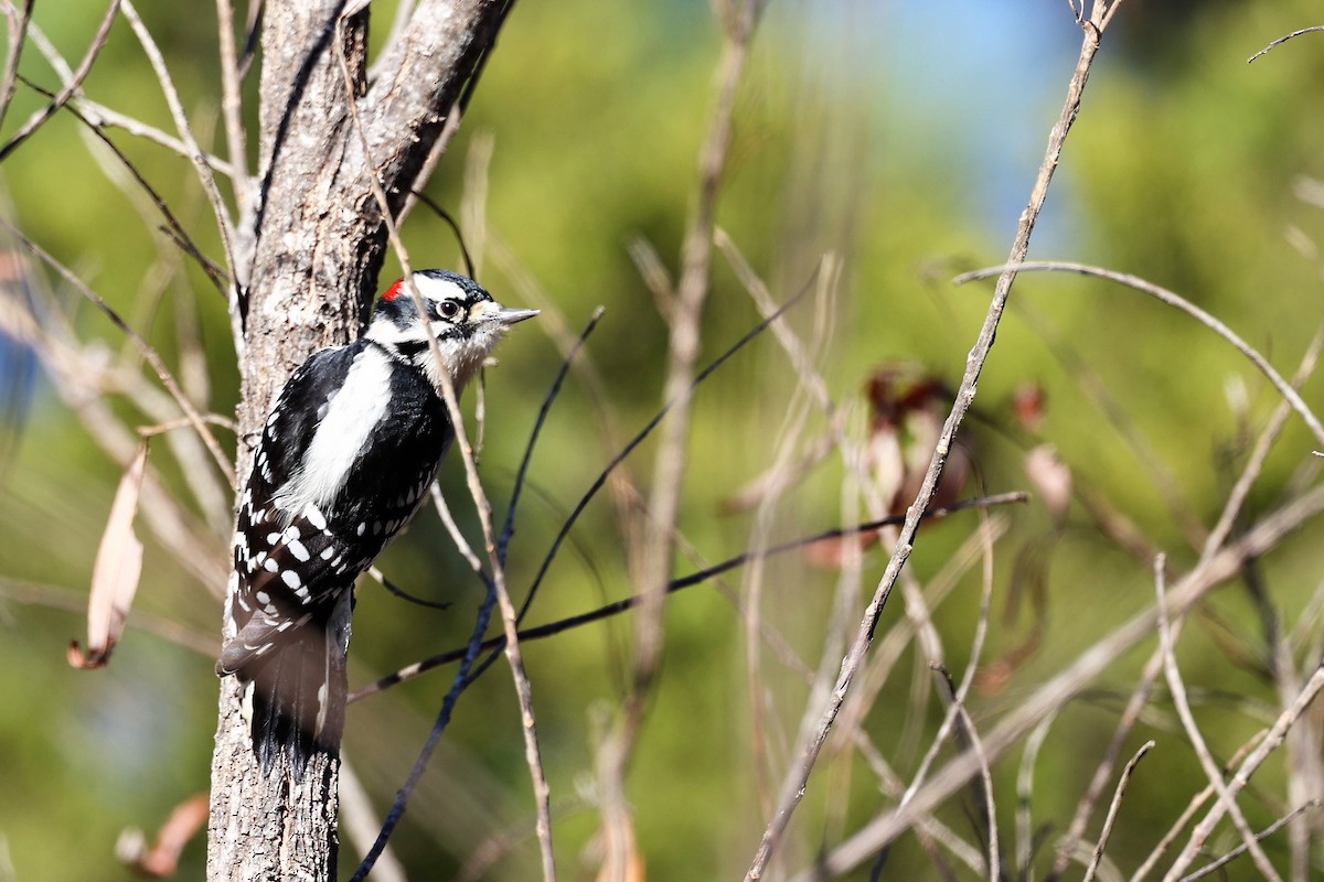 Downy Woodpecker - ML394579331