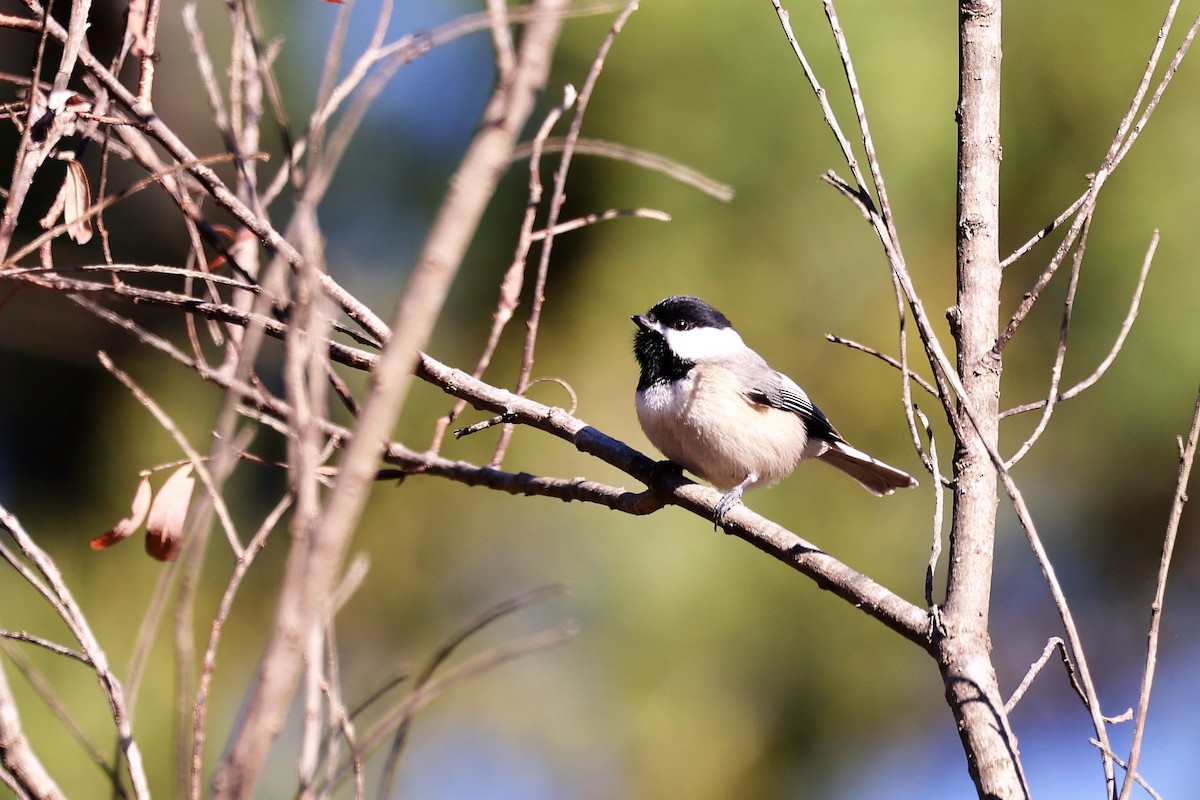 Carolina Chickadee - Ronald Goddard