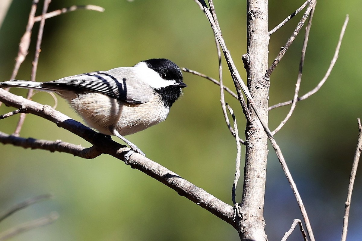 Carolina Chickadee - Ronald Goddard
