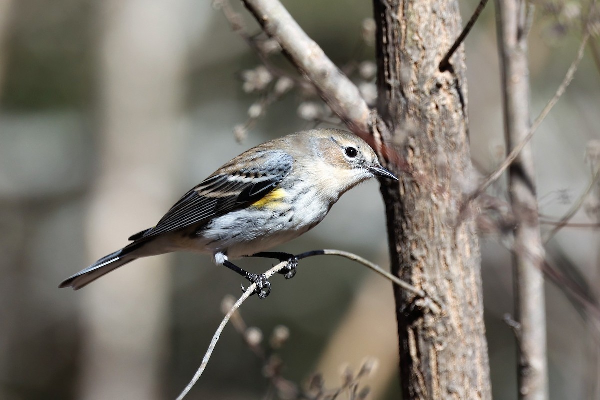 Yellow-rumped Warbler - ML394579441