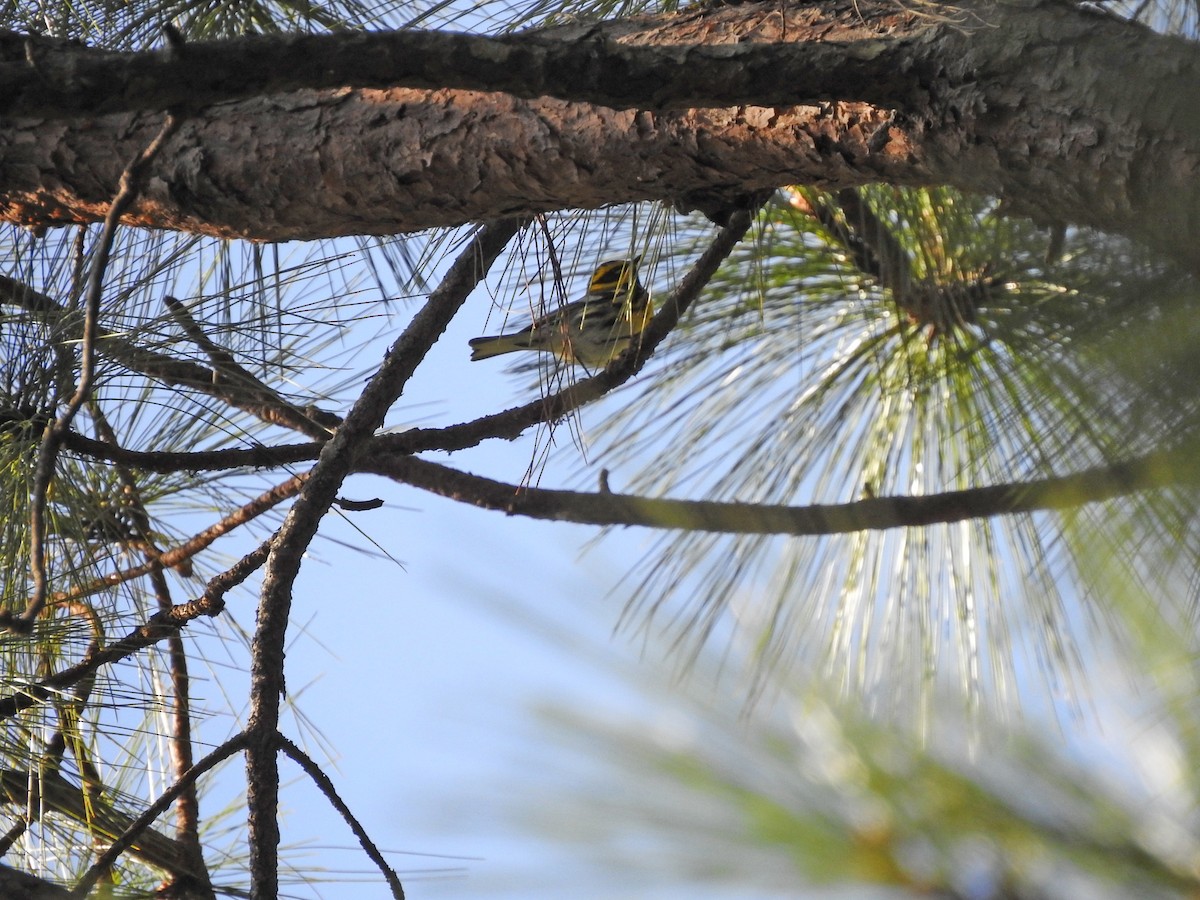 Townsend's Warbler - ML394579961