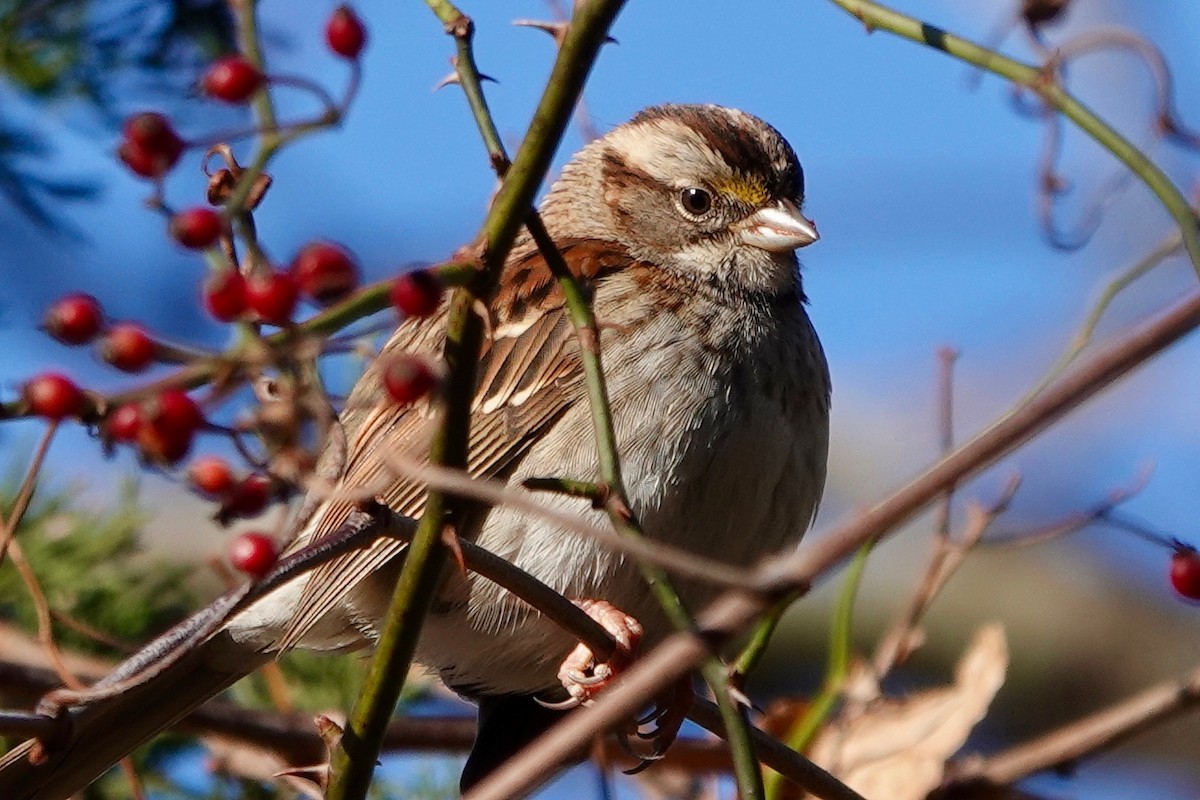 White-throated Sparrow - ML394580081