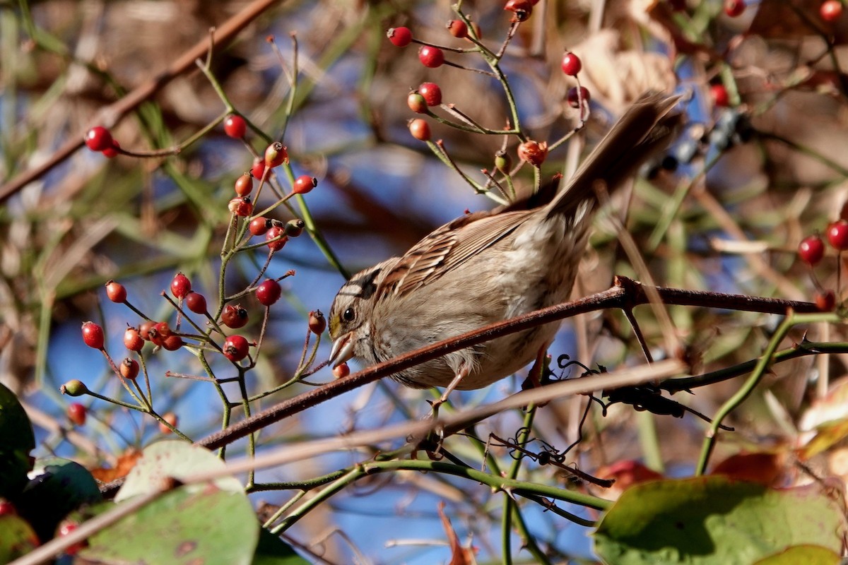 White-throated Sparrow - ML394580141