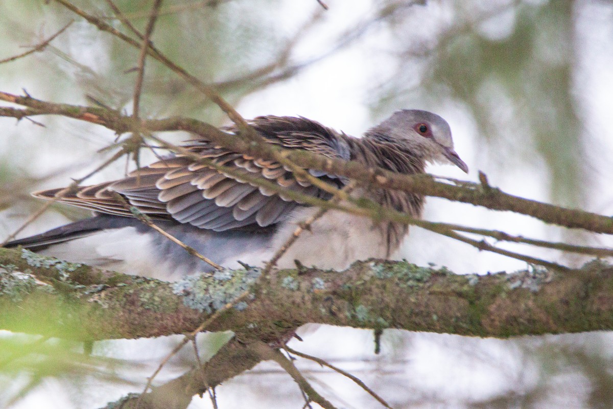 Oriental Turtle-Dove - ML394581761