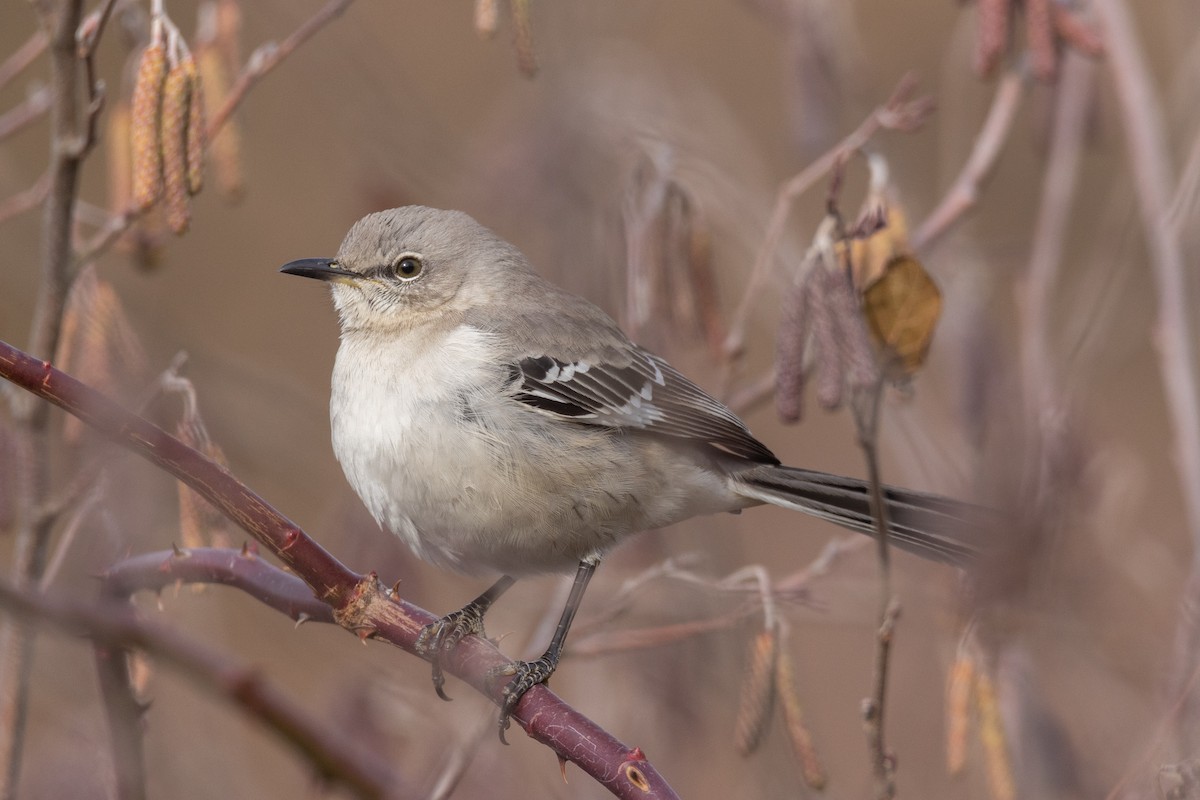 Northern Mockingbird - ML394582411