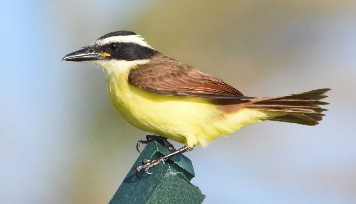 Great Kiskadee - Andrew Dobson